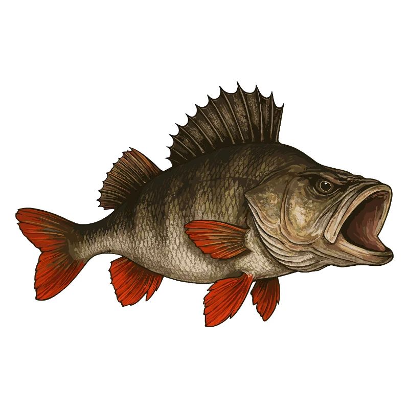 Perch Perch Perch Perch Fishing Perch Perch Perch