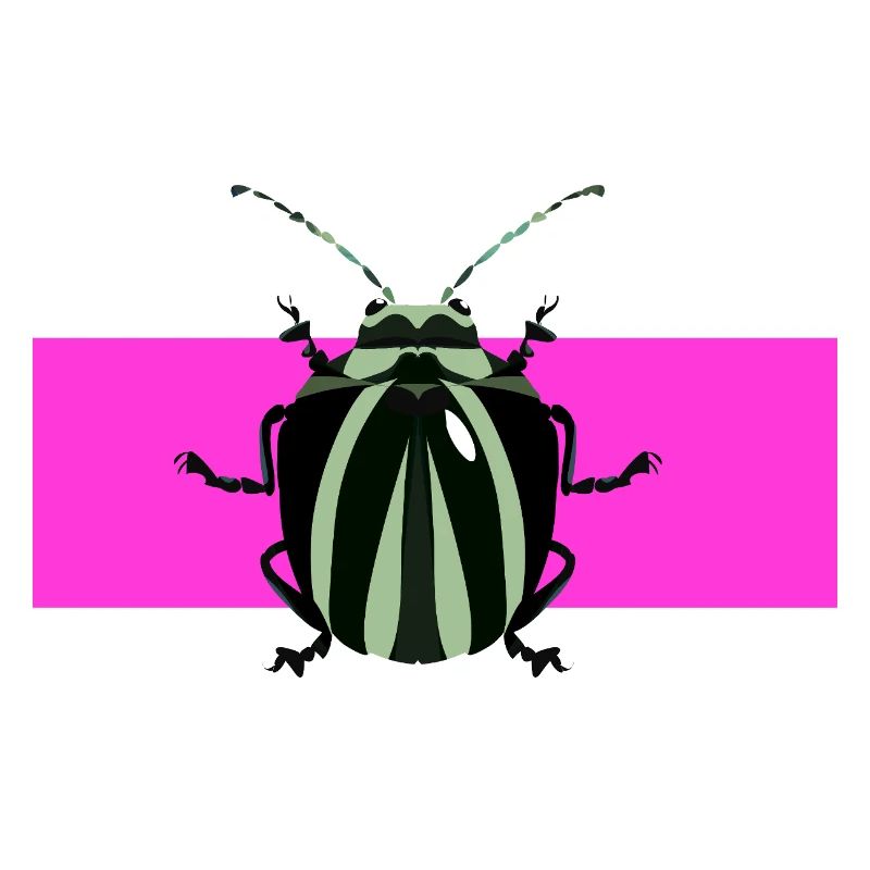 Description abstraite des insectes