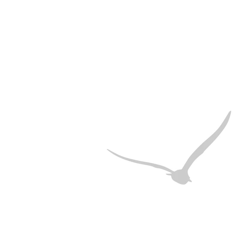 Three Seagulls | Seagull | Colors adjustable