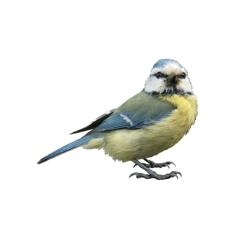 Vogel Blaumeise