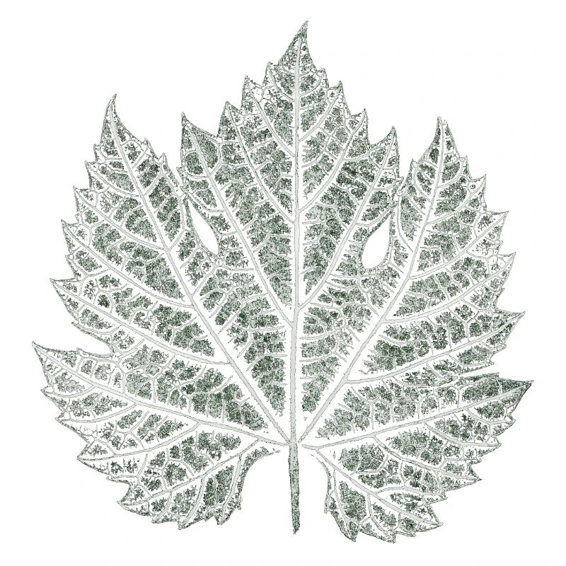 Grape Leaf / Nature Graphic Leaf