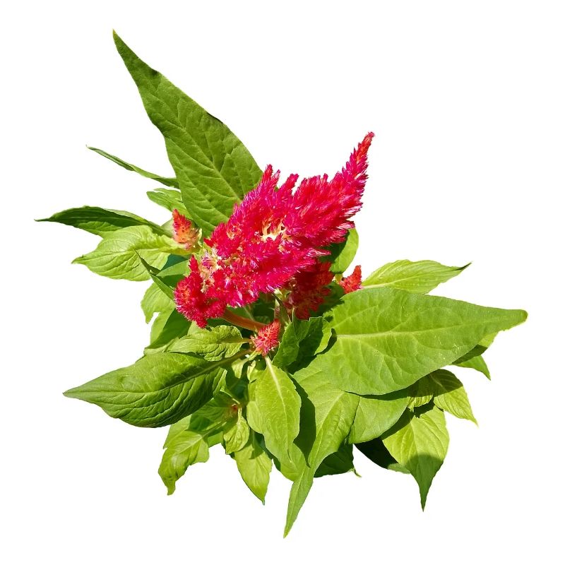 RED CELOSIA