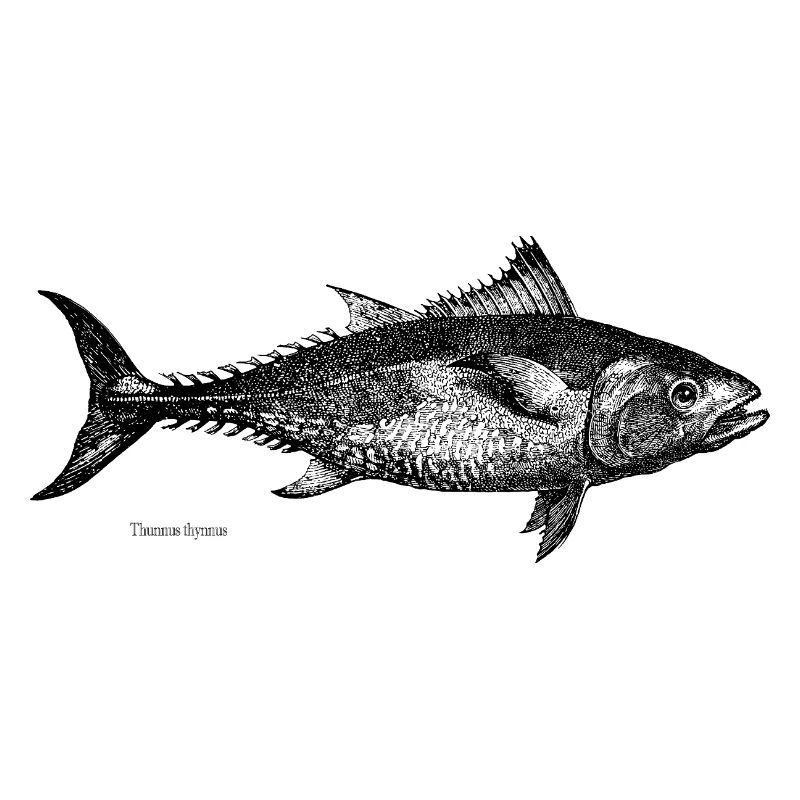 Thunfisch