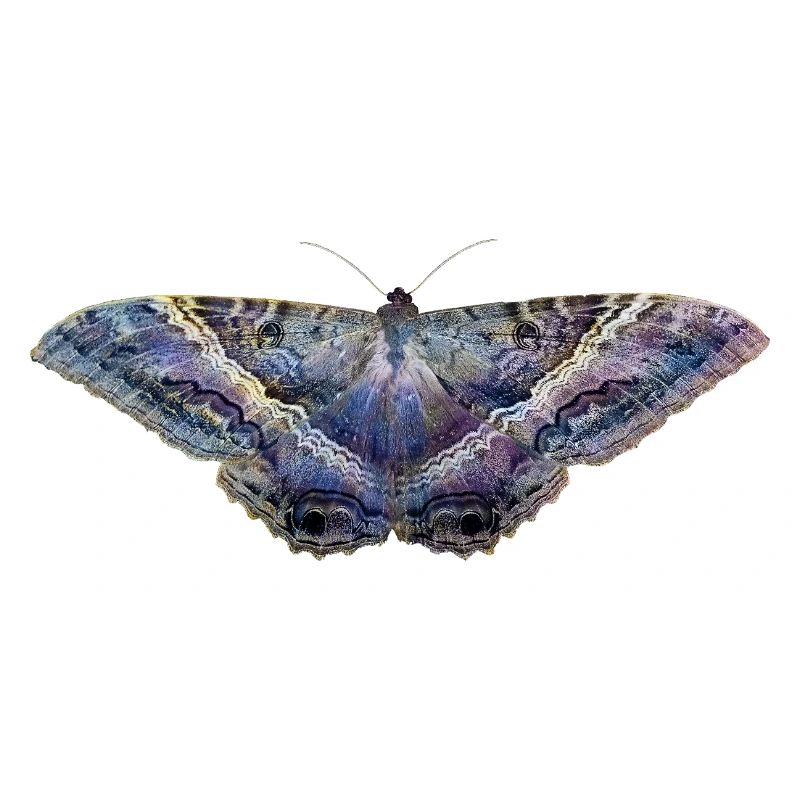 Papillon bleu