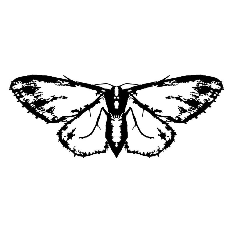 Moth / Butterfly / Moth