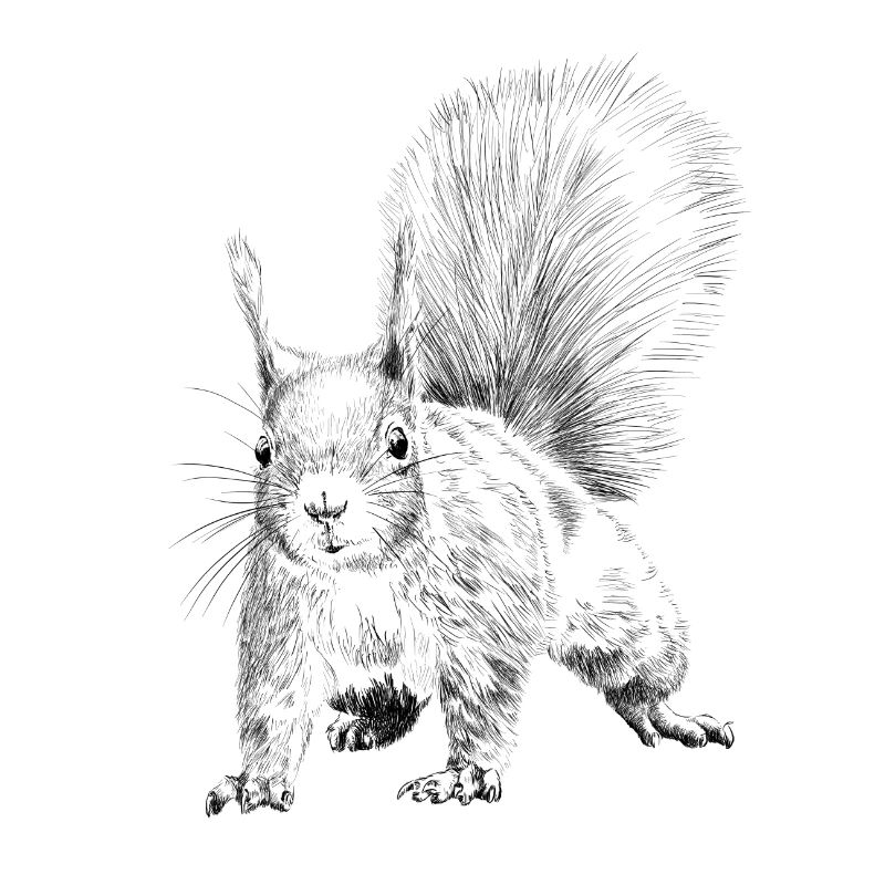 Eichhörnchen 