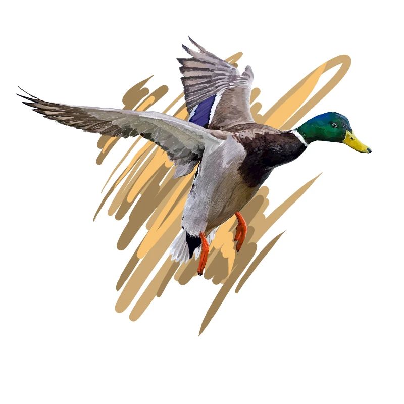 Duck