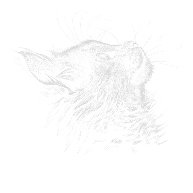 Kitten