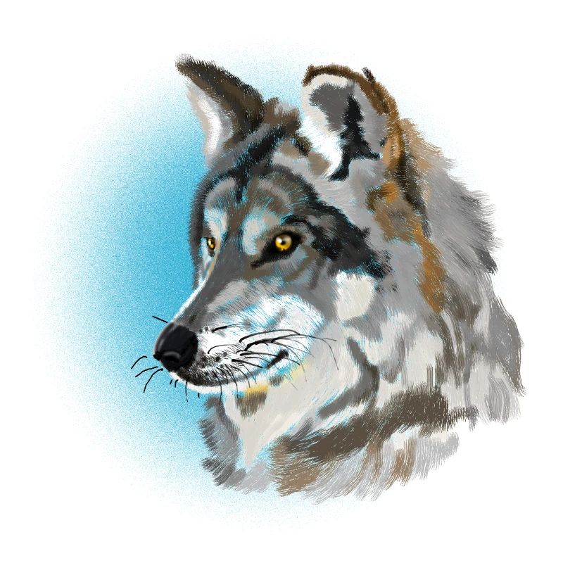 Wolf