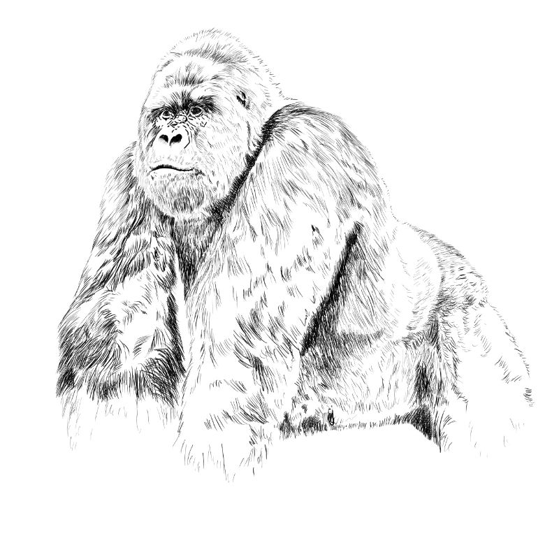 Gorilla