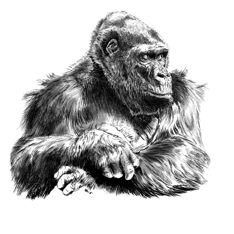 Gorilla