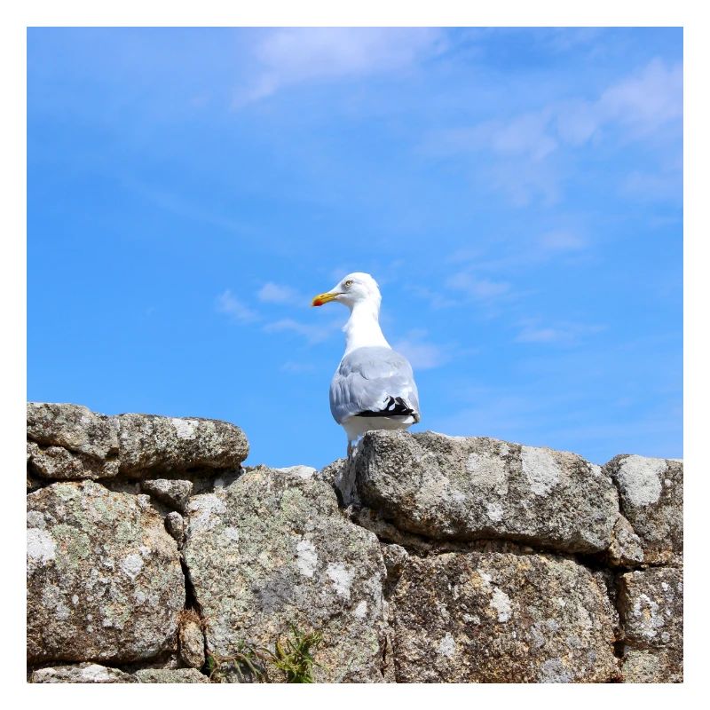 Seagull Northern Germany