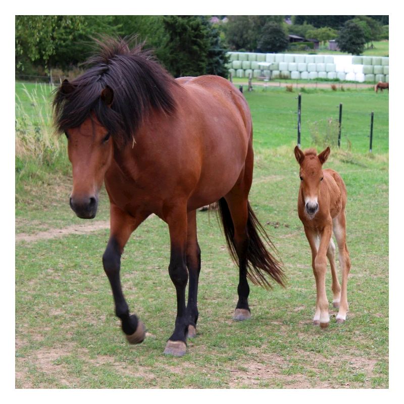 Affiche Cheval Cheval