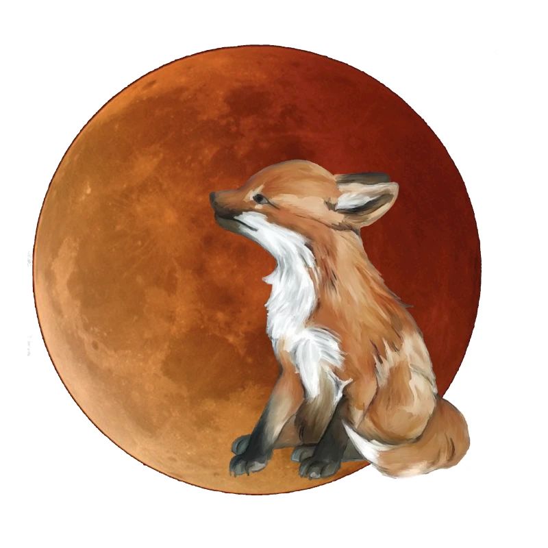 Mondfuchs im Abendlicht