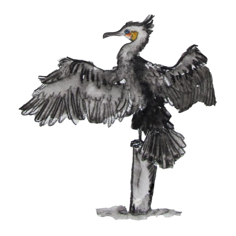 cormoran