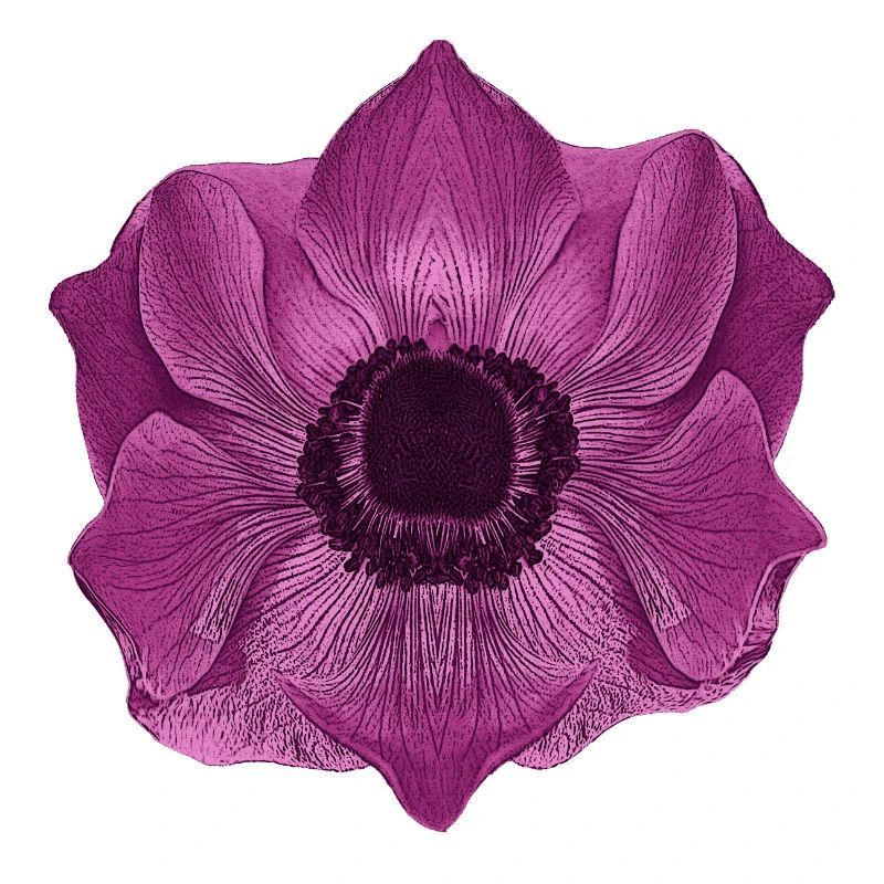 muttertagsgeschenk blumen, anemone