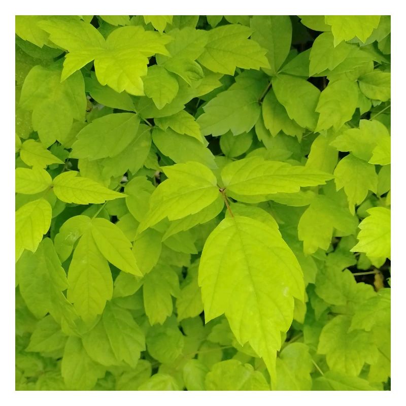 Ash maple / Acer negundo