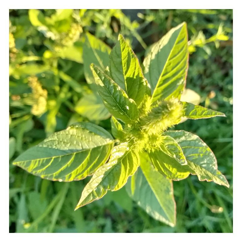 Juste vert Bonheur / Amarante