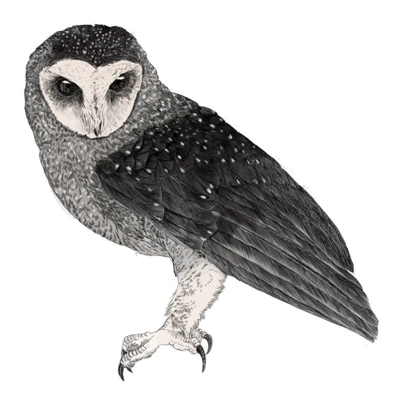 Illustration: Fleckenrußeule