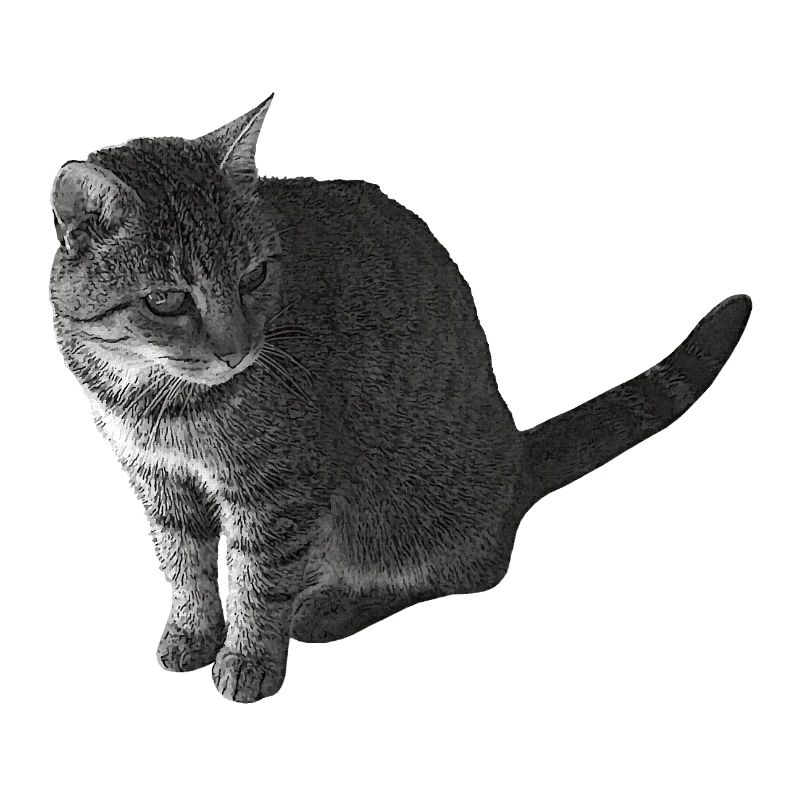 Katze sitzend, schwarz-weiß, tabby Motive