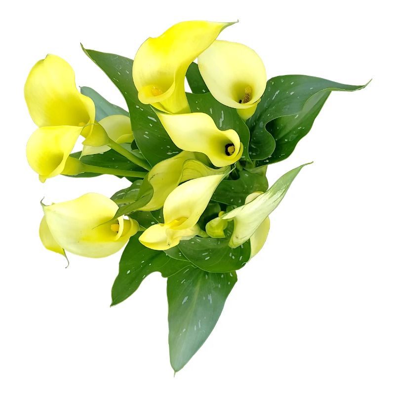 Fleurs de calla jaunes délicates