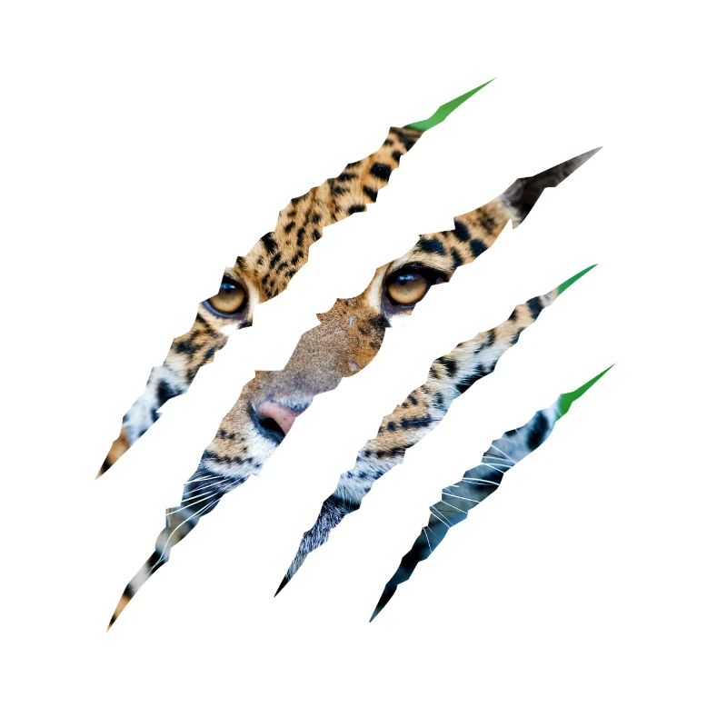 Wild Instinct – Les yeux du tigre à travers la griffe