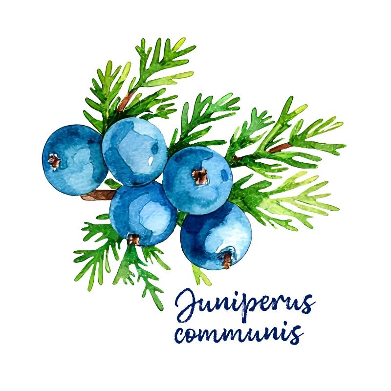 Juniperus communis - botanische Illustration