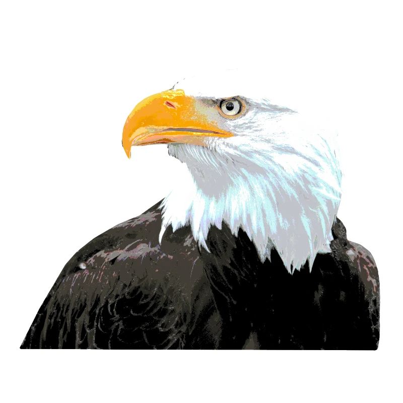 Bald Eagle Bird Statement Cool Animals