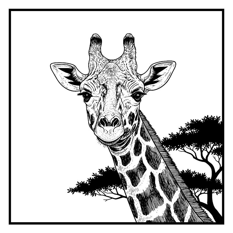 African Giraffe
