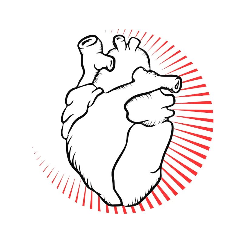 Anatomisches Herz mit rotem Strahlenkranz