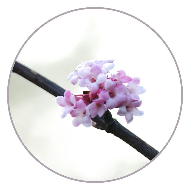 Fleur rose et blanche délicate, fleur blanche