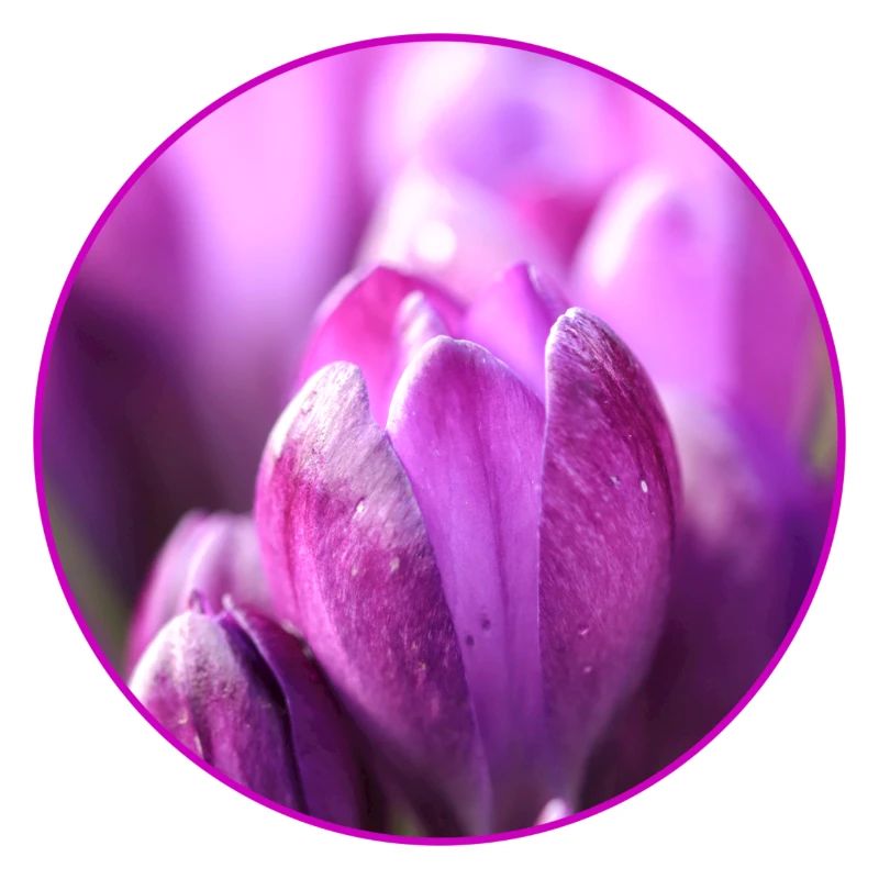 Crocus Crocus Fleurs violettes Crocus Bourgeon de crocus