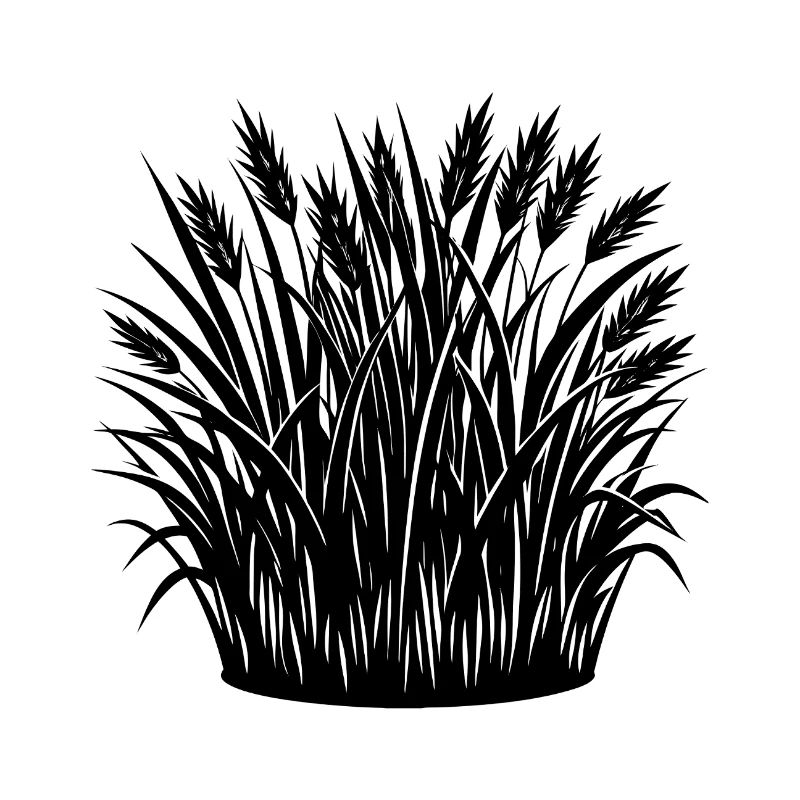 Gras