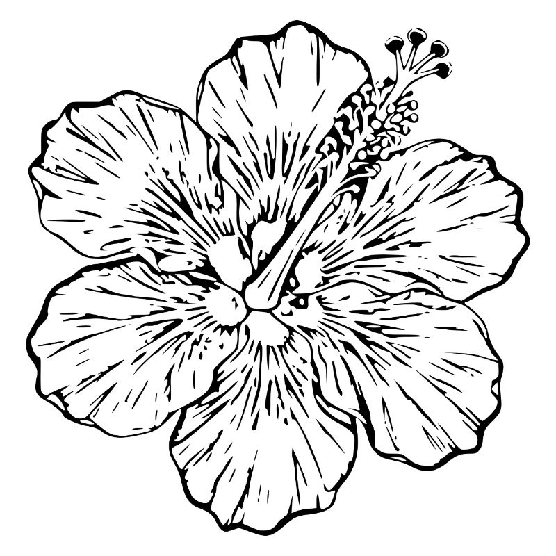Cadeau de Noël de fleurs d’hibiscus hawaïen, fleurs d’hibiscus