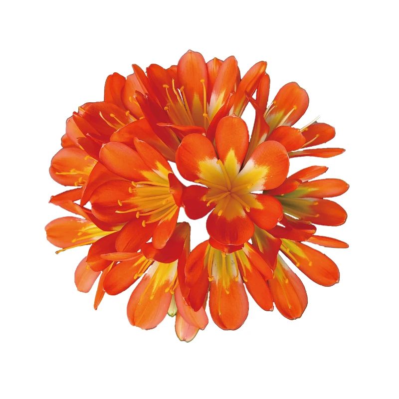 Floraison botanique de clivia orange éclatante