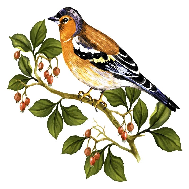 Oiseau coloré