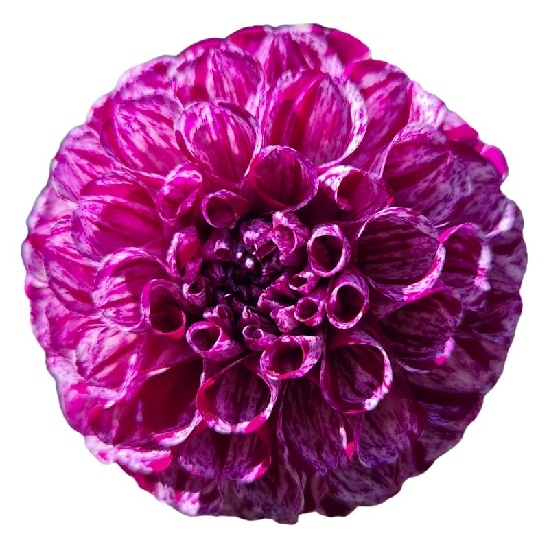 Dahlia pourpre