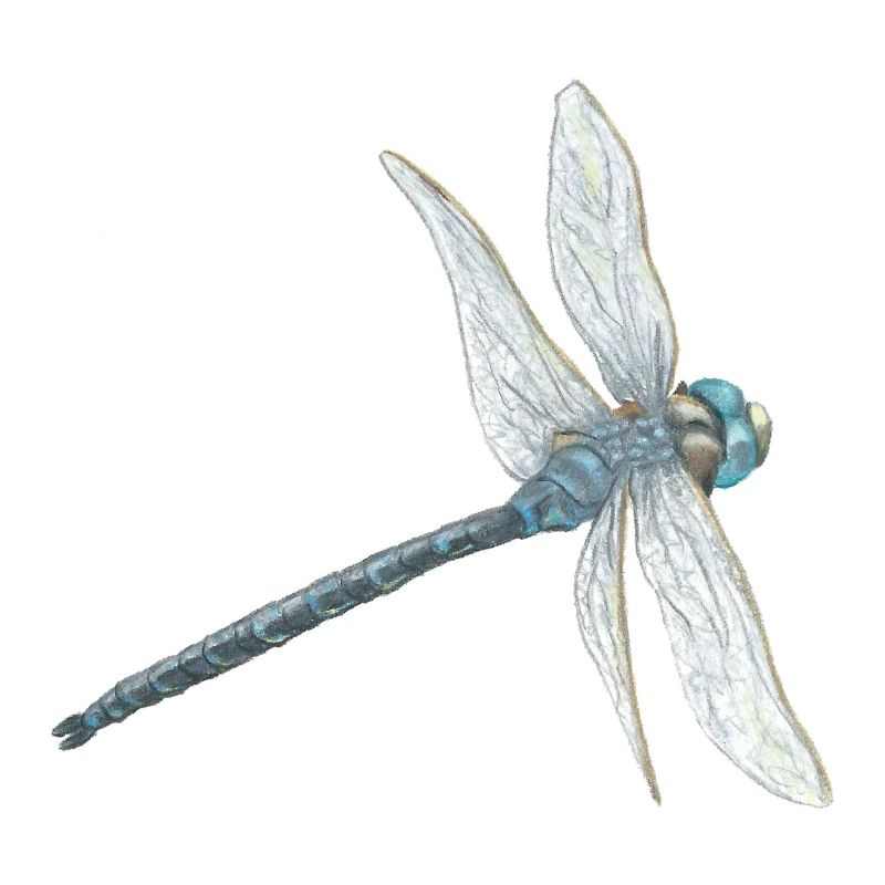 Blaugrüne Libelle Illustration