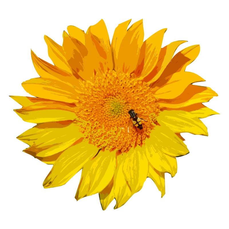 sonnenblume Biene