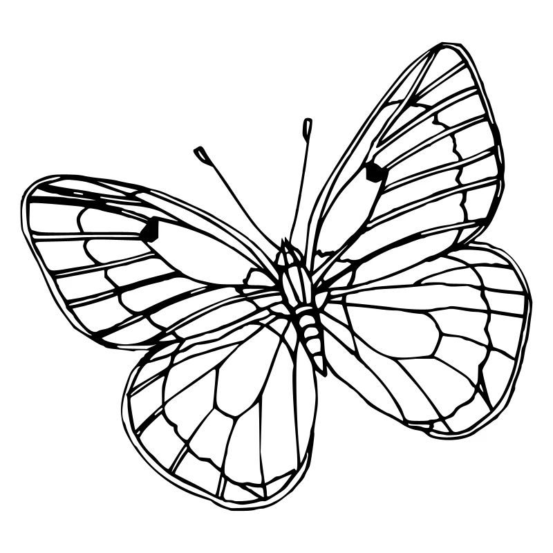 Papillon