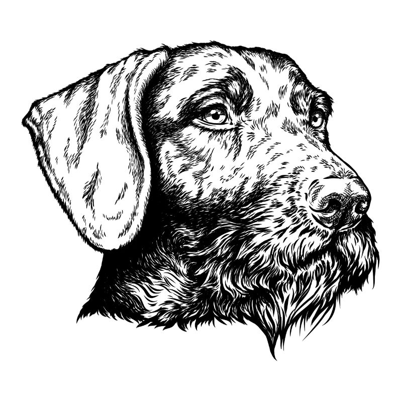German Wirehaired Portrait