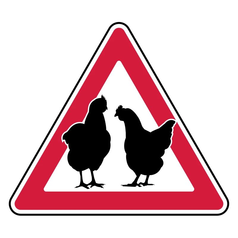 Chicken evening chicken attention free-range hens