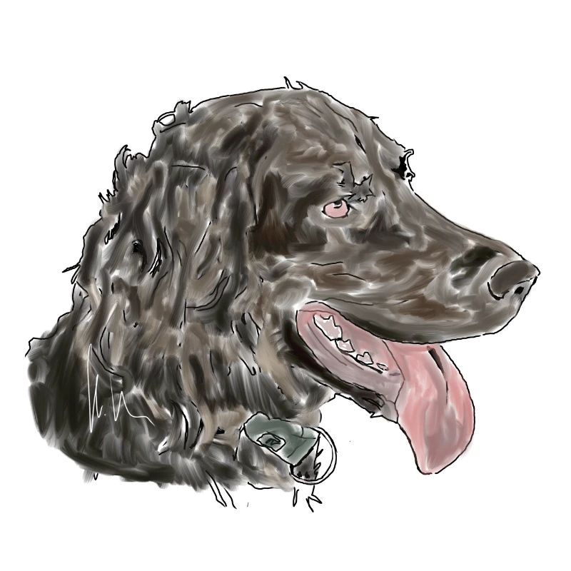 Quaildog