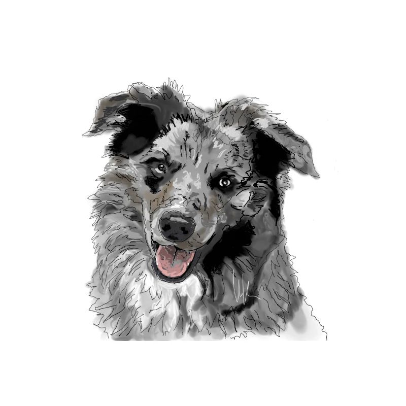 Australian Shepherd