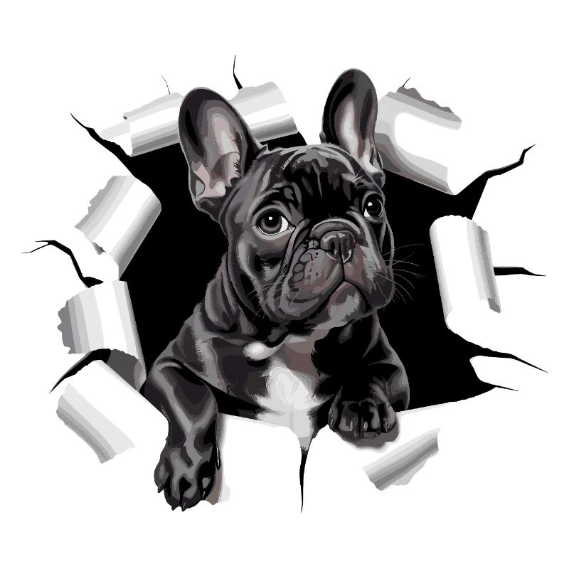 Chiot bouledogue français perce la percée