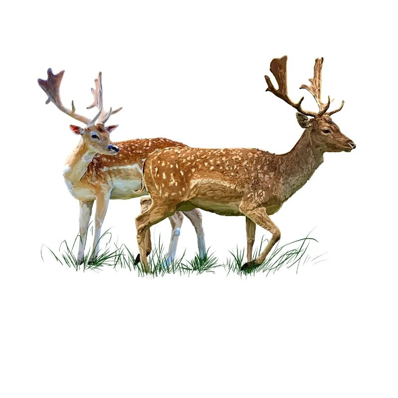 cerf