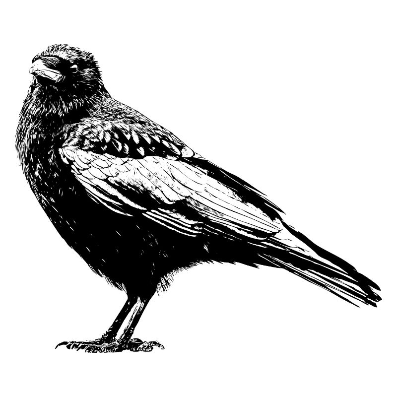 Corbeau