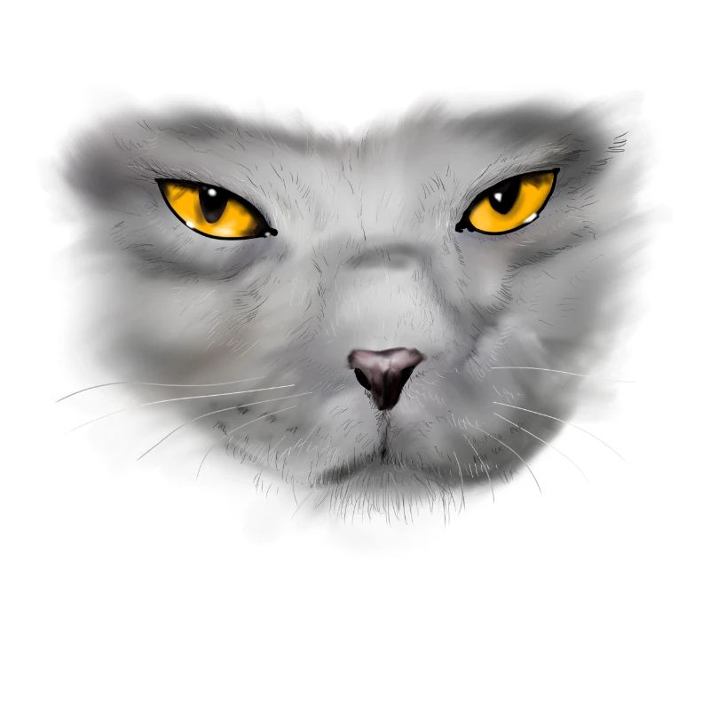 chat