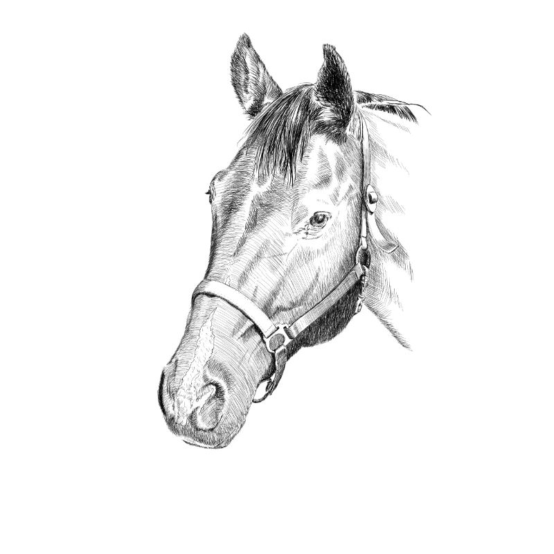 Pferd