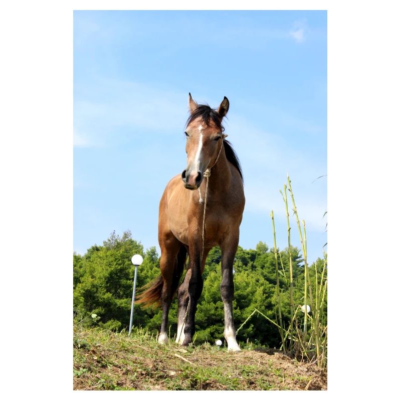 Affiche Cheval Cheval